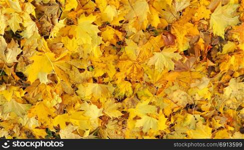 Bright yellow autumn background from fallen foliage of maple tree