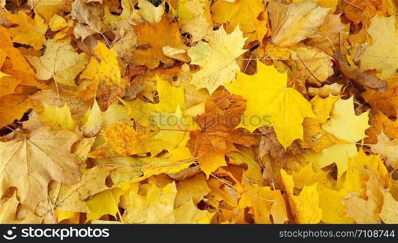 Bright yellow autumn background from fallen golden foliage of maple tree