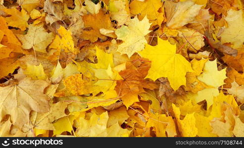 Bright yellow autumn background from fallen golden foliage of maple tree