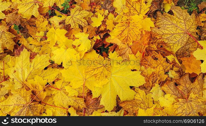 Bright yellow autumn background from fallen leaves of maple