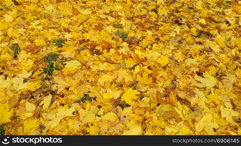 Bright yellow autumn background from fallen leaves of maple
