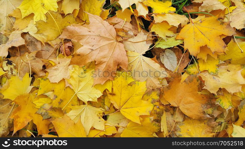 Bright yellow autumn background from fallen leaves of maple