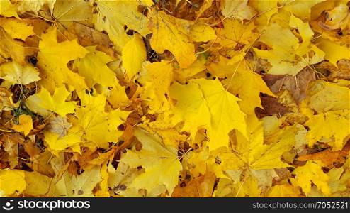 Bright yellow autumn background from fallen leaves of maple trees