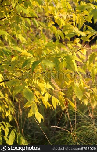 Bright yellow autumn branches in sunlight