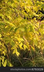 Bright yellow autumn branches in sunlight