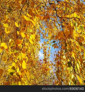 Bright yellow autumn foliage of birch tree and red mountain ash berries