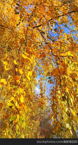 Bright yellow autumn foliage of birch tree and ripened red mountain ash berries