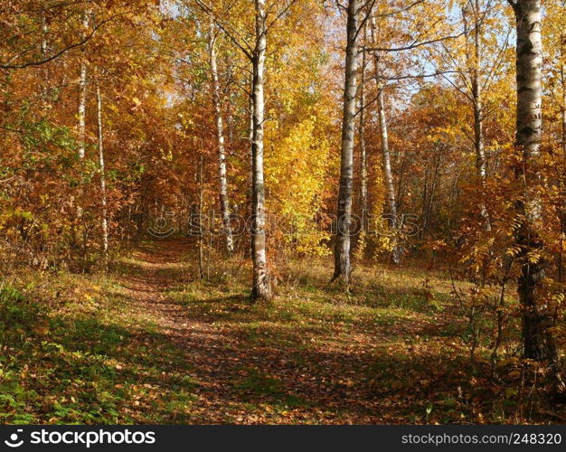 bright yellow autumn landscape,  leaves fall on the path. bright yellow autumn landscape