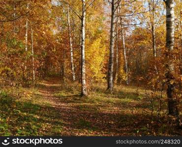 bright yellow autumn landscape,  leaves fall on the path. bright yellow autumn landscape