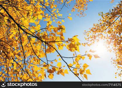 bright yellow autumn leaves against the blue sky