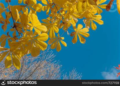 Bright yellow autumn leaves of a chestnut tree against the background of blue sky