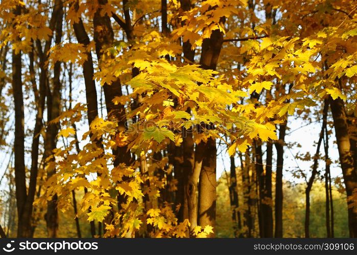 Bright yellow autumn maple trees burning in the rays of the evening sun