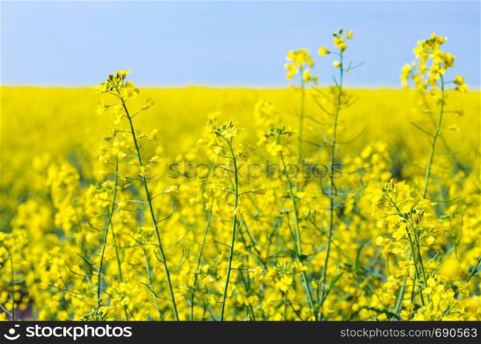 bright yellow blooming rapeseed field and blue sky