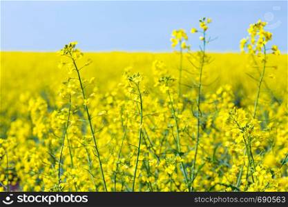 bright yellow blooming rapeseed field and blue sky