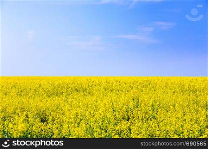 bright yellow blooming rapeseed field and blue sky. Ukrainian flag
