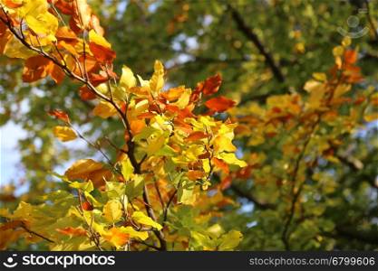 Bright yellow branch of autumn tree glowing in sunlight