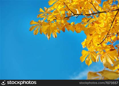 Bright yellow chestnut leaves in an autumn park against a blue sky on a bright sunny day