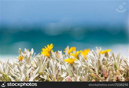 Bright Yellow coastal flowers on the shoreline of False Bay, Cape Town South Africa