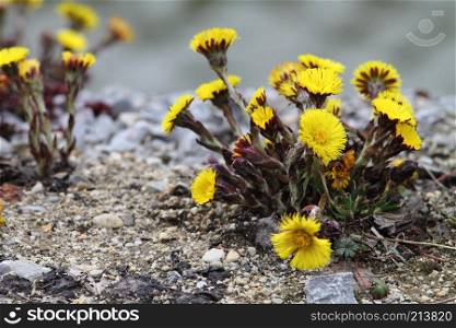 Bright yellow coltsfoot (tussilago farfara) on stony floor. Group of spring flowers.