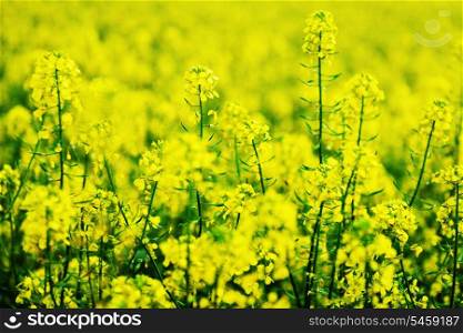 bright yellow colza field. summer&rsquo;s day