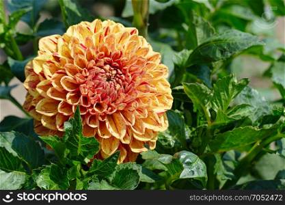 Bright yellow dahlias in the flower bed in the park. Floral background.
