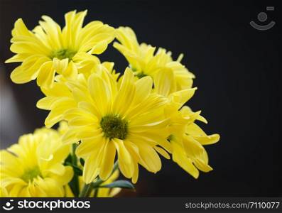 Bright yellow daisy on a black background.