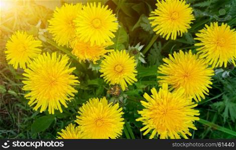 Bright yellow dandelion flowers closeup