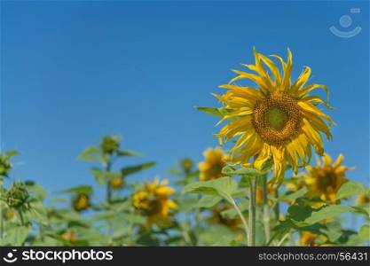 Bright yellow flower of sunflower in a field on the background of clear blue sky close-up. Sunflower against the blue sky