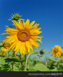 Bright yellow flower of sunflower in a field on the background of clear blue sky close-up