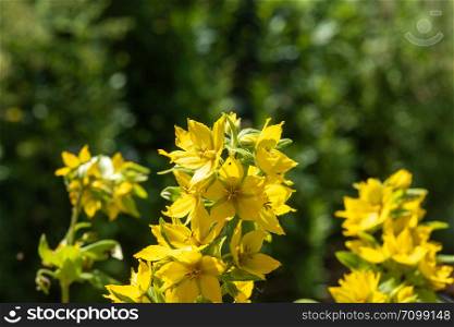 Bright yellow flowers in the sunlight on a blurred green background.