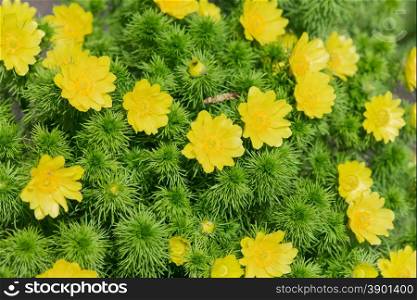 Bright yellow flowers of Adonis spring on the background of greenery close-up
