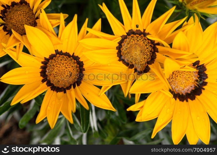 bright yellow flowers of Gazania splendens genus asteraceae with composite flower petals. bright yellow flowers of Gazania splendens