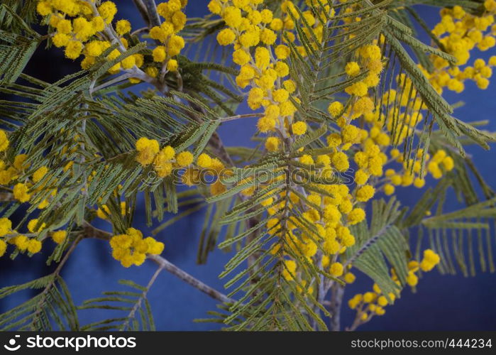 Bright yellow flowers of mimosa with green leaves, shot close-up.