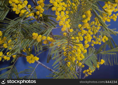 Bright yellow flowers of mimosa with green leaves, shot close-up.