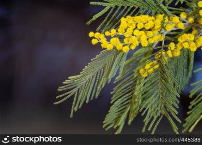 Bright yellow flowers of mimosa with green leaves, shot close-up.