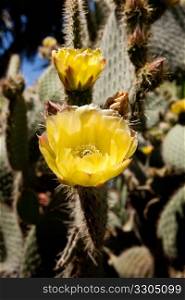Bright yellow flowers of the prickly pear cactus in the Anza Borrego desert in southern california