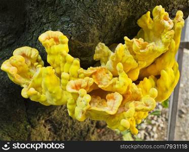 Bright yellow fungi growing on a tree in Ravenna, Italy