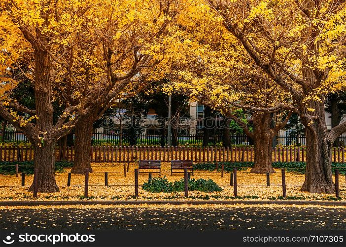 Bright yellow ginkgo tree and leaves fully covered ground with two benche seats in autumn at Jingu Gaien Avenue - Beautiful season changes in park or outdoor nature space in Tokyo