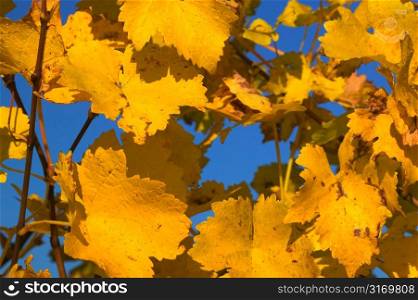 Bright Yellow Grape Leaves Against Blue Sky