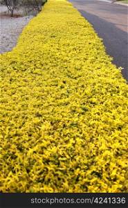 Bright Yellow Hedge Next to Rural Tar Road