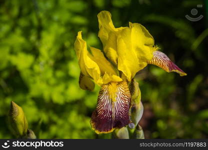 Bright yellow iris flower blooming in the sunny garden.