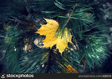 Bright yellow leaf of autumn maple stuck in coniferous tree branches