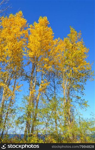 Bright yellow leafs on some trees in the fall under bright blue skyon the lake Ontario.