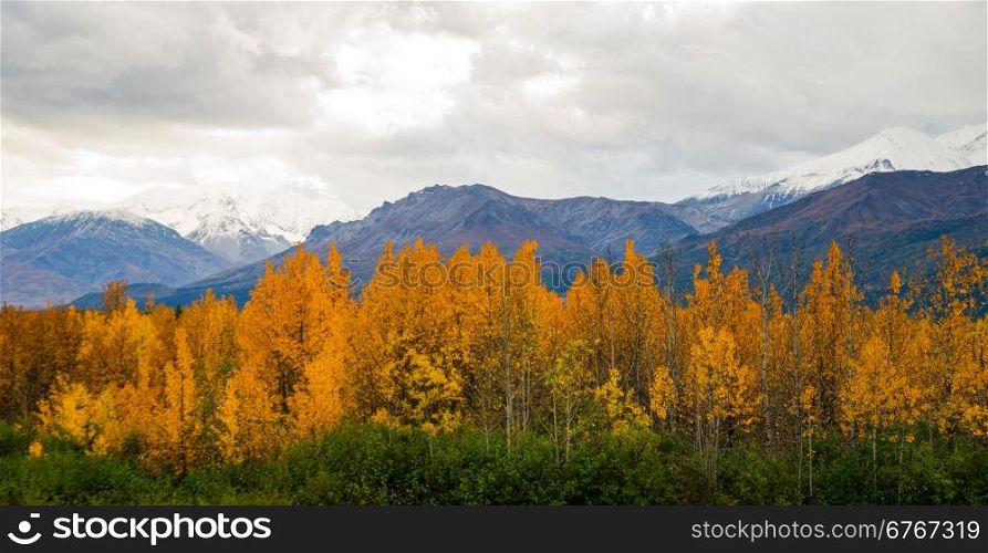 Bright yellow leaves fill the valley around the Tanana River near Delta Junction