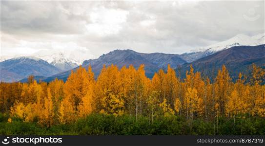 Bright yellow leaves fill the valley around the Tanana River near Delta Junction