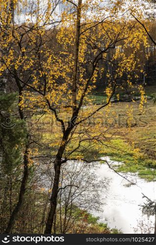 Bright yellow leaves in the backlight against a background of a small river.