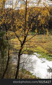 Bright yellow leaves in the backlight against a background of a small river.