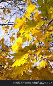 bright yellow leaves of autumn maple