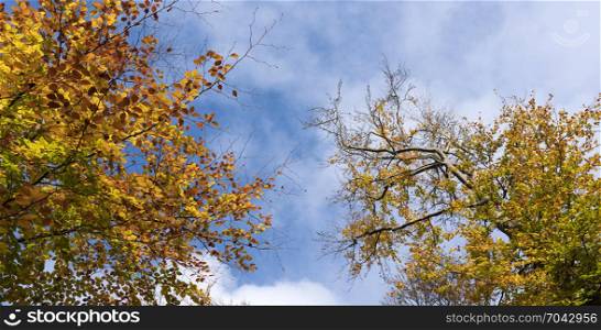 bright yellow leaves of beech tree and blue sky in the fall