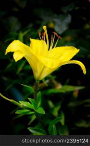 Bright yellow lily flower on dark background.